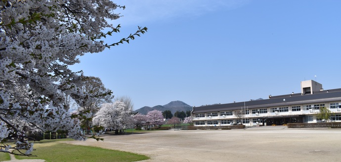 校庭の桜と校舎