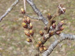 2022年3月27日撮影 桜のつぼみ