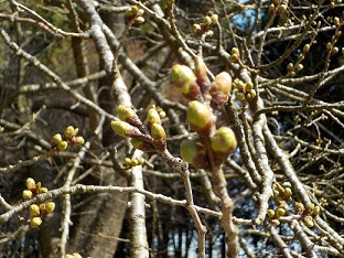 2022年4月9日撮影 桜のつぼみ