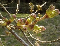 2022年4月12日撮影 桜つぼみ