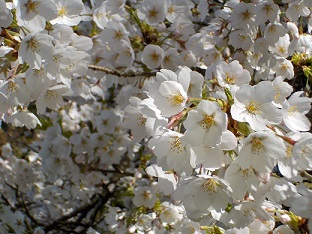 2022年4月21日撮影 満開の桜