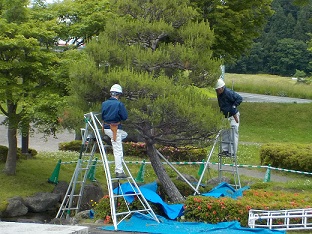 2022年6月10日撮影 庭木の剪定