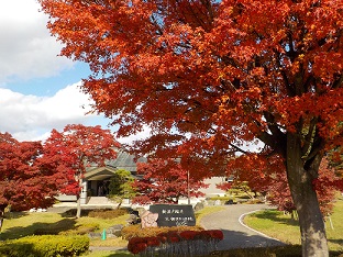 2022年11月4日撮影 紅葉
