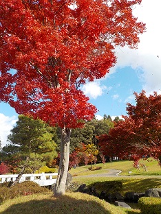 2022年11月4日撮影 紅葉