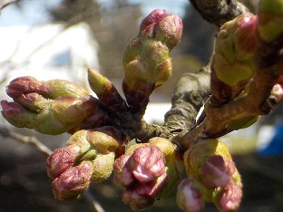 2023年4月1日撮影 桜の蕾