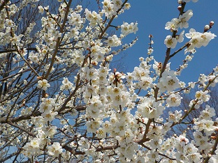 2023年4月1日撮影 梅の花