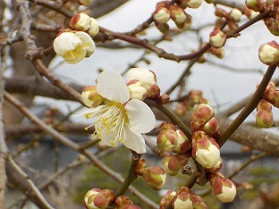 梅の花