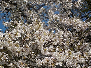 2023年4月10日撮影 桜