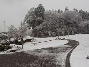 2024年12月8日撮影 雪降り