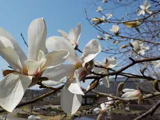 2024年4月13日撮影 コブシの花