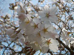 2024年4月13日撮影 桜の花