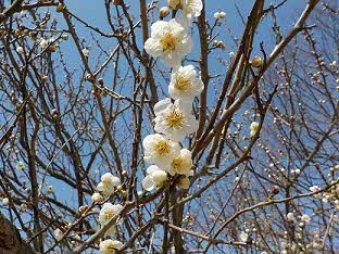 梅の花が咲きました