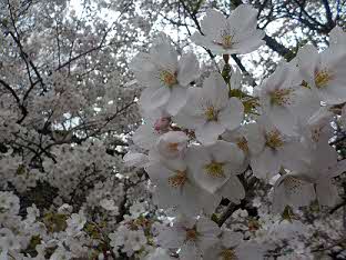 2025年4月20日撮影 満開の桜