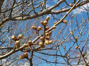 2025年3月31日撮影 梅のつぼみ
