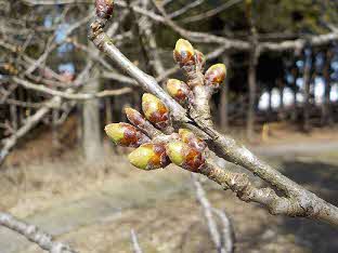 2026年3月25日撮影 桜のつぼみ