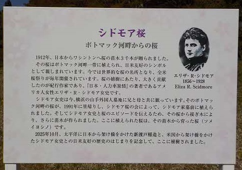 シドモア桜の解説看板