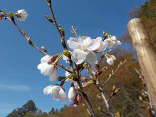 シドモア桜