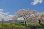 写真2：春、SLと桜