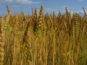 写真7：小麦（ナンブコムギ）