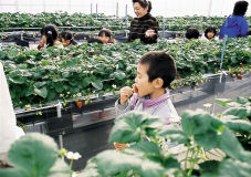 photograph：Strawberry Farm