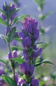 photograph：Gentians