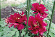 photograph：Peony Garden