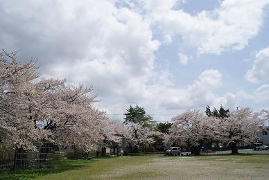 写真：好地振興センター（石鳥谷国際交流センター）の桜並木