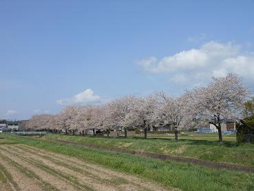 写真：上町橋上流の桜並木
