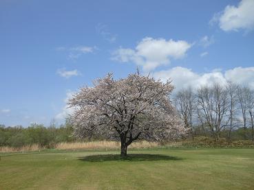 写真：大正橋上流北上川河川敷の一本桜