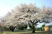 写真：園庭に樹齢50年の桜が2本
