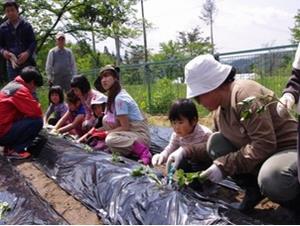 写真：いもいも大作戦の様子