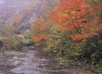 写真1：葛丸川渓流の紅葉