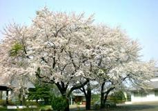 写真：満開の桜