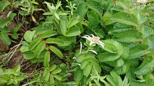 写真8：登山道の植物