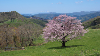 宇瀬水の一本桜