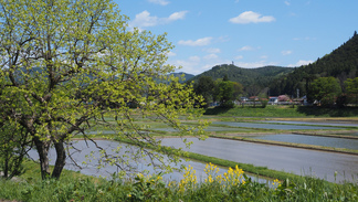 亀ケ森田園