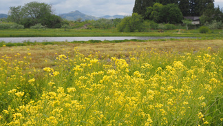 新田 菜の花