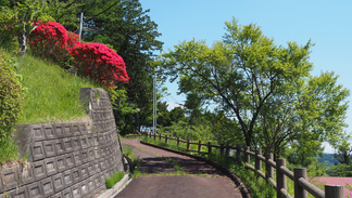 土沢城山公園ツツジ