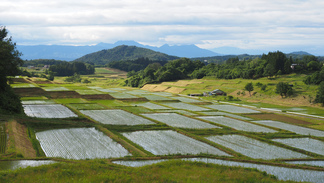 棚田