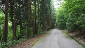 東和町成島の三熊野神社から続く杉木立の中の小道。
