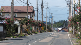 文化会館そば、南万丁目地内のサルスベリの街路樹がある県道。