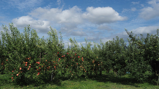 上根子新田に広がるリンゴ畑。
