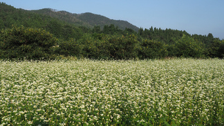 東和町東晴山の、花が満開のソバ畑。