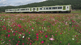 東和町東晴山のコスモス畑の中を走るJR釜石線。