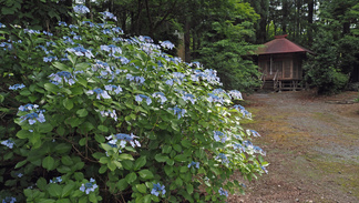 花巻太田円万寺境内の紫陽花の風景