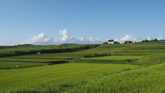 花巻幸田棚田の風景