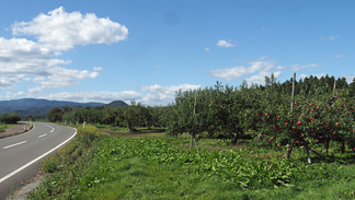 花巻 上根子リンゴ畑の風景