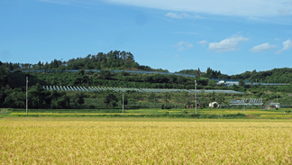 大迫町亀ヶ森ブドウ園と田んぼの風景