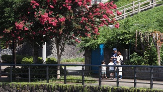 サルスベリが満開の夏の大堰川プロムナードの写真（1） 