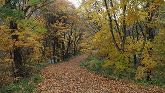 新鉛温泉の先にある山道の紅葉の風景